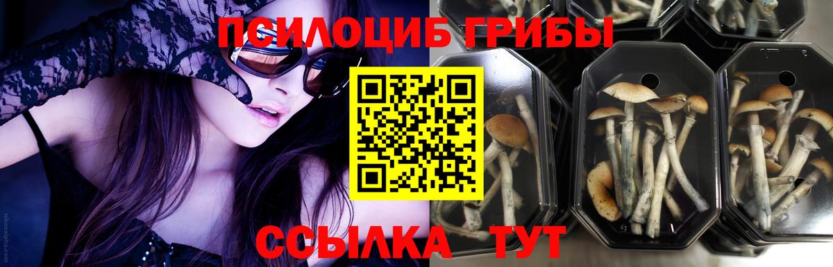 Прохладный  Галлюциногенные грибы GOLDEN TEACHER  Псилоцибиновые грибы прущие грибы  Вход с VPN 